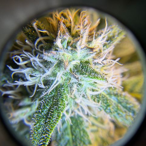 Planet of the Grapes RBX growlog timeline photo