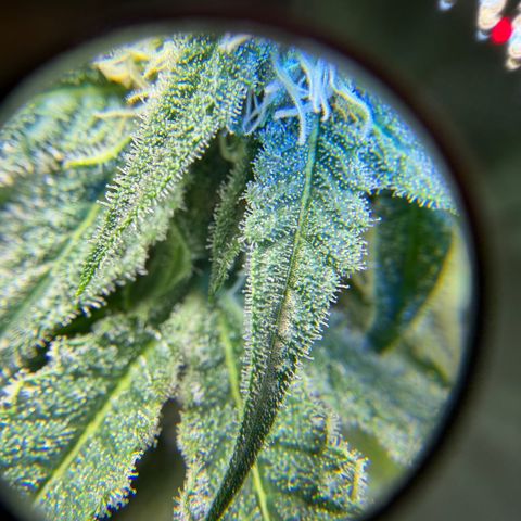 Planet of the Grapes RBX growlog timeline photo