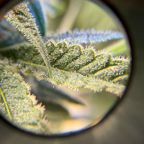Planet of the Grapes RBX growlog timeline photo