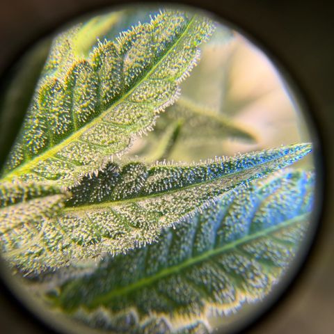 Planet of the Grapes RBX growlog timeline photo