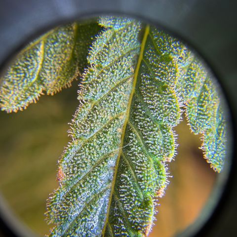 Planet of the Grapes RBX growlog timeline photo