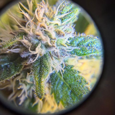 Planet of the Grapes RBX growlog timeline photo