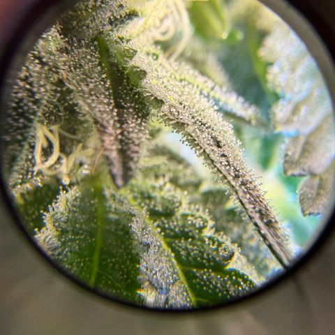 Planet of the Grapes RBX growlog timeline photo