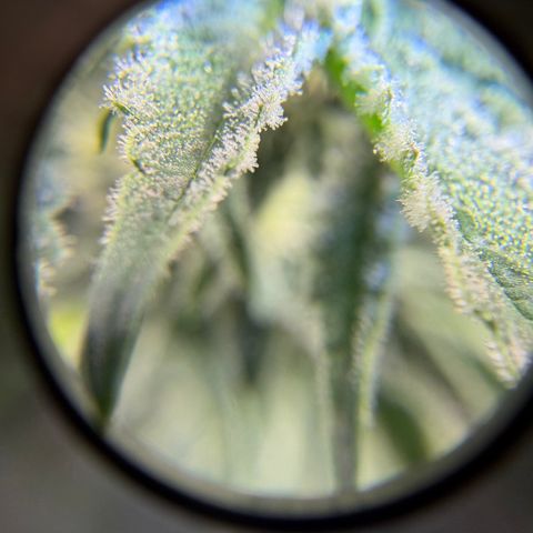 Planet of the Grapes RBX growlog timeline photo