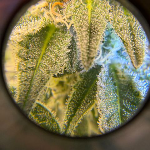 Planet of the Grapes RBX growlog timeline photo