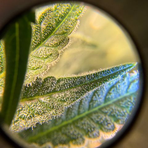 Planet of the Grapes RBX growlog timeline photo