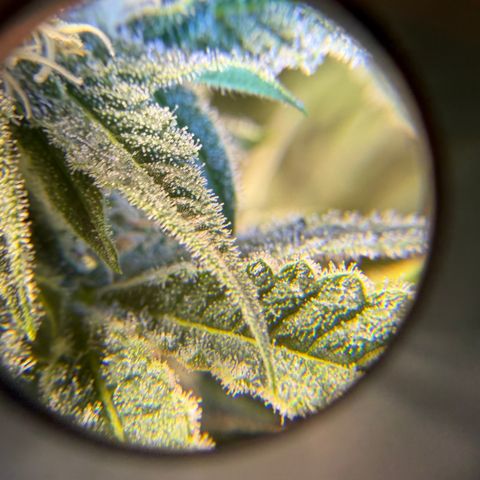 Planet of the Grapes RBX growlog timeline photo
