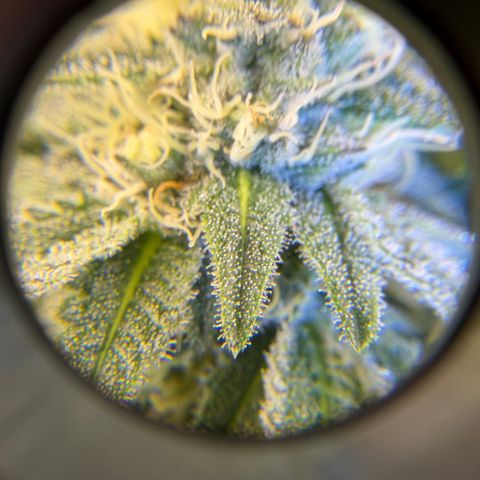 Planet of the Grapes RBX growlog timeline photo