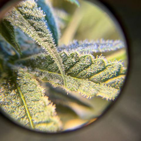 Planet of the Grapes RBX growlog timeline photo