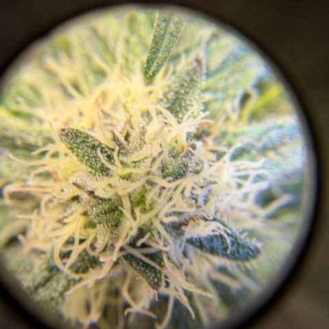 Planet of the Grapes RBX growlog timeline photo