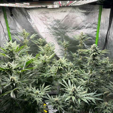 Planet of the Grapes RBX growlog photo: Funky 