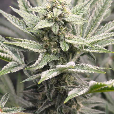 Planet of the Grapes RBX growlog photo: Funky 