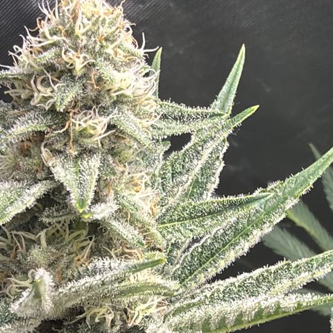 Planet of the Grapes RBX growlog photo: Funky 
