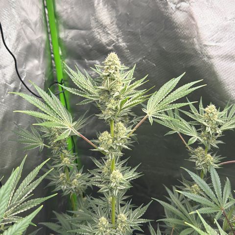 Planet of the Grapes RBX growlog photo: Funky 
