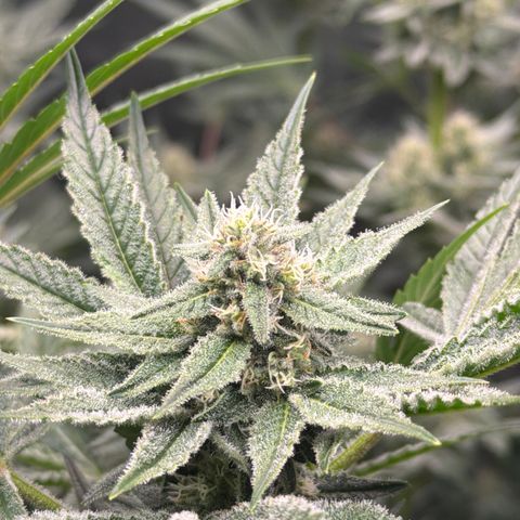 Planet of the Grapes RBX growlog photo: Funky 