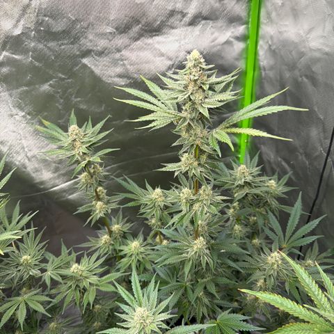 Planet of the Grapes RBX growlog photo: Funky 