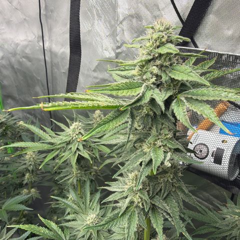 Planet of the Grapes RBX growlog photo: Funky 