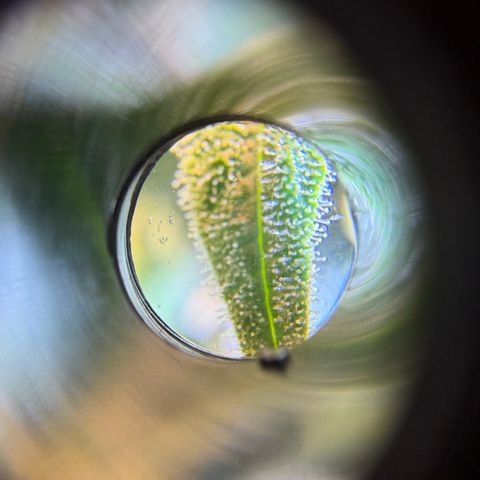 Planet of the Grapes RBX growlog timeline photo