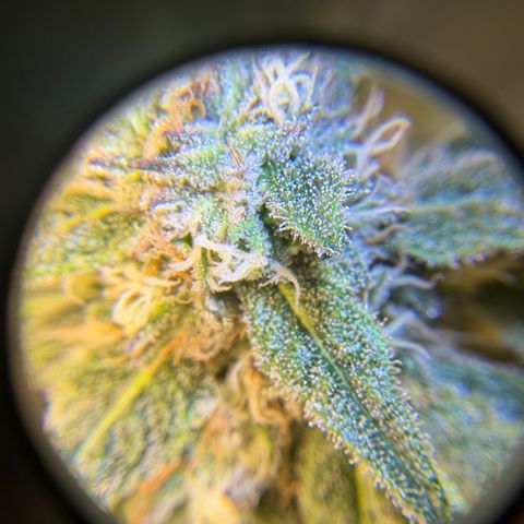 Planet of the Grapes RBX growlog timeline photo