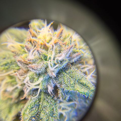 Planet of the Grapes RBX growlog timeline photo