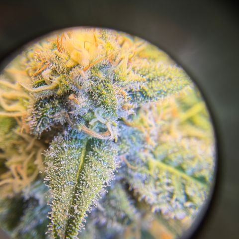 Planet of the Grapes RBX growlog timeline photo