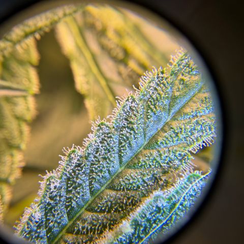 Planet of the Grapes RBX growlog timeline photo