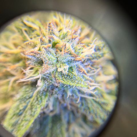Planet of the Grapes RBX growlog timeline photo