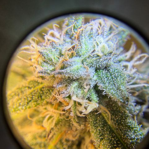 Planet of the Grapes RBX growlog timeline photo
