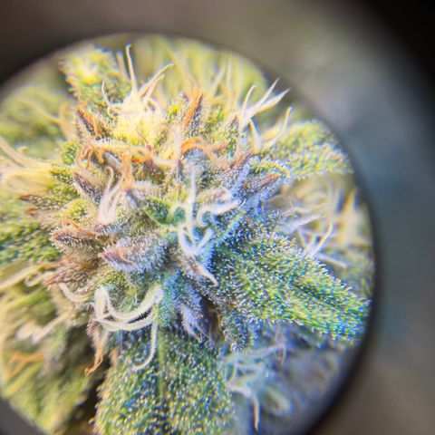 Planet of the Grapes RBX growlog timeline photo