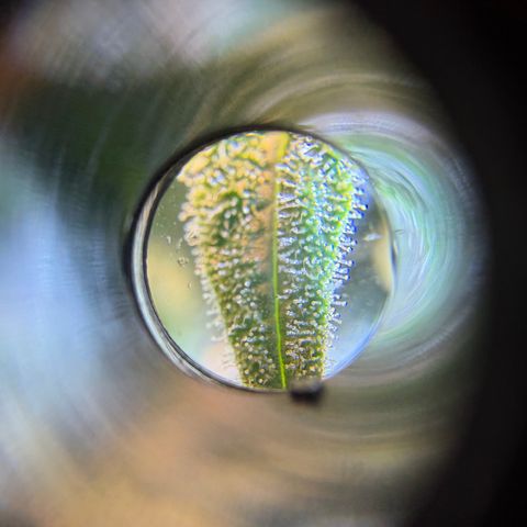Planet of the Grapes RBX growlog timeline photo