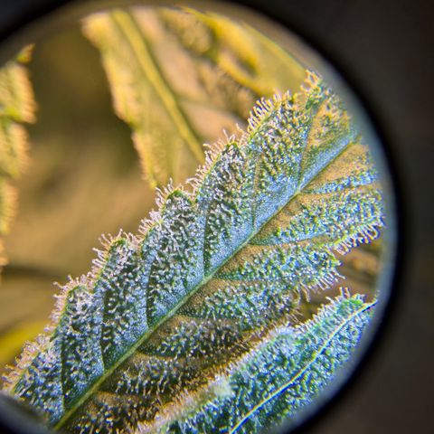 Planet of the Grapes RBX growlog timeline photo