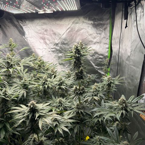 Planet of the Grapes RBX growlog timeline photo