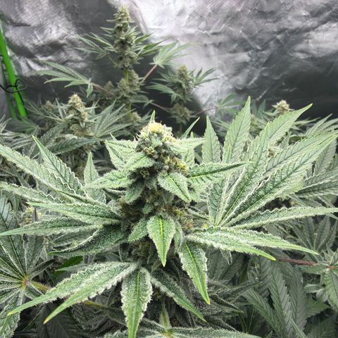 Planet of the Grapes RBX growlog timeline photo