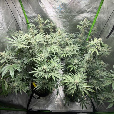 Planet of the Grapes RBX growlog timeline photo