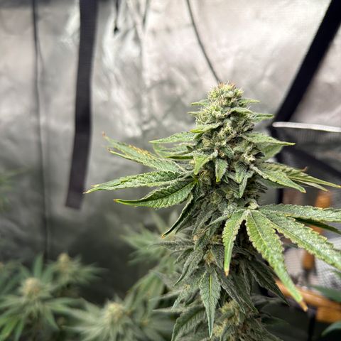 Planet of the Grapes RBX growlog timeline photo