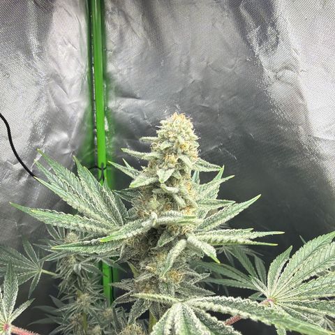 Planet of the Grapes RBX growlog timeline photo