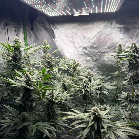 Planet of the Grapes RBX growlog timeline photo