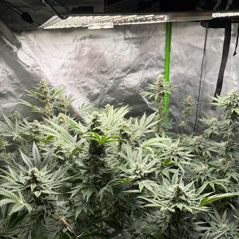 Planet of the Grapes RBX growlog timeline photo