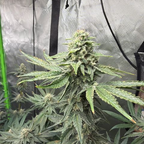 Planet of the Grapes RBX growlog timeline photo