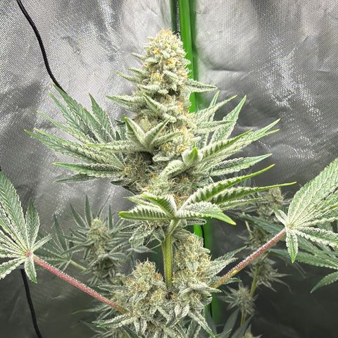 Planet of the Grapes RBX growlog timeline photo