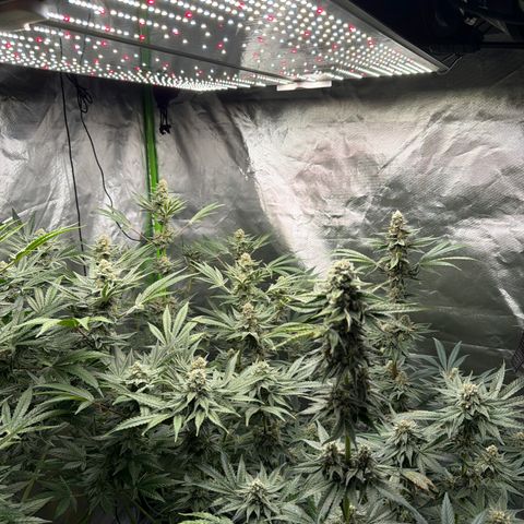 Planet of the Grapes RBX growlog timeline photo