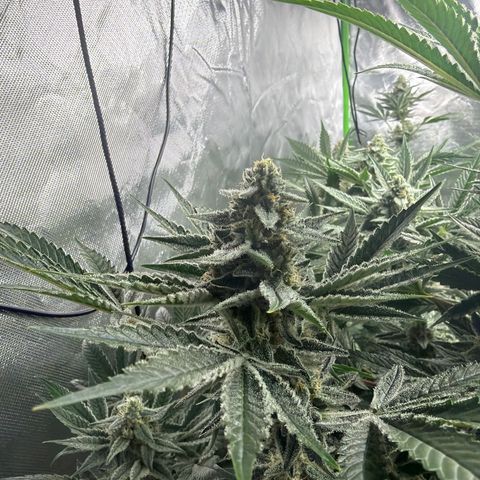 Planet of the Grapes RBX growlog timeline photo