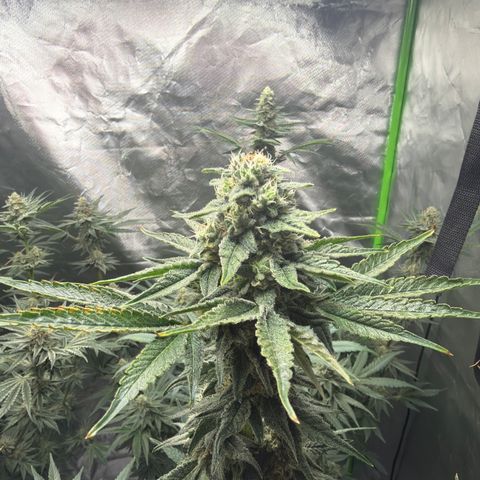Planet of the Grapes RBX growlog timeline photo
