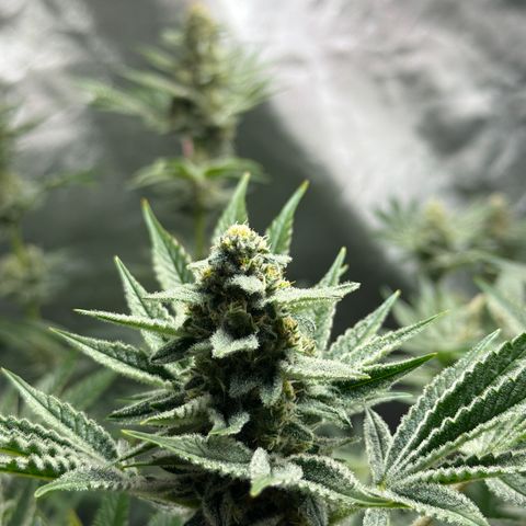 Planet of the Grapes RBX growlog timeline photo