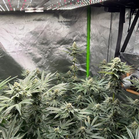 Planet of the Grapes RBX growlog timeline photo