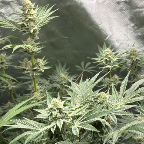 Planet of the Grapes RBX growlog timeline photo