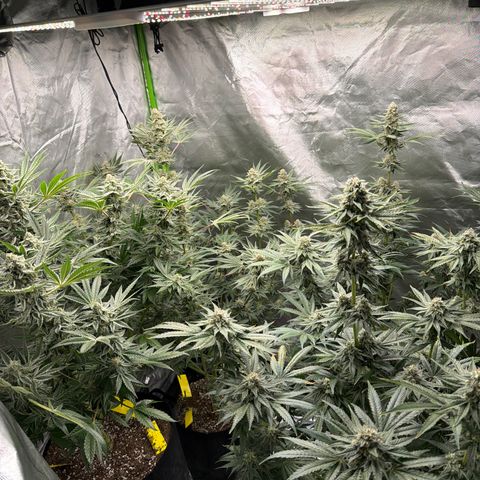 Planet of the Grapes RBX growlog timeline photo