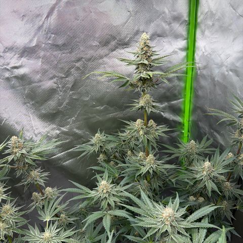 Planet of the Grapes RBX growlog timeline photo