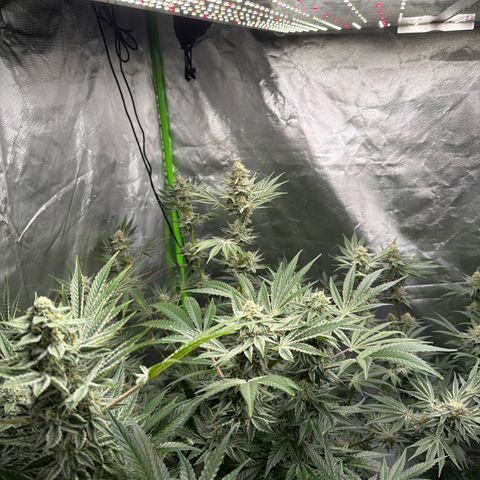 Planet of the Grapes RBX growlog timeline photo
