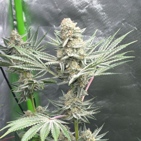 Planet of the Grapes RBX growlog timeline photo
